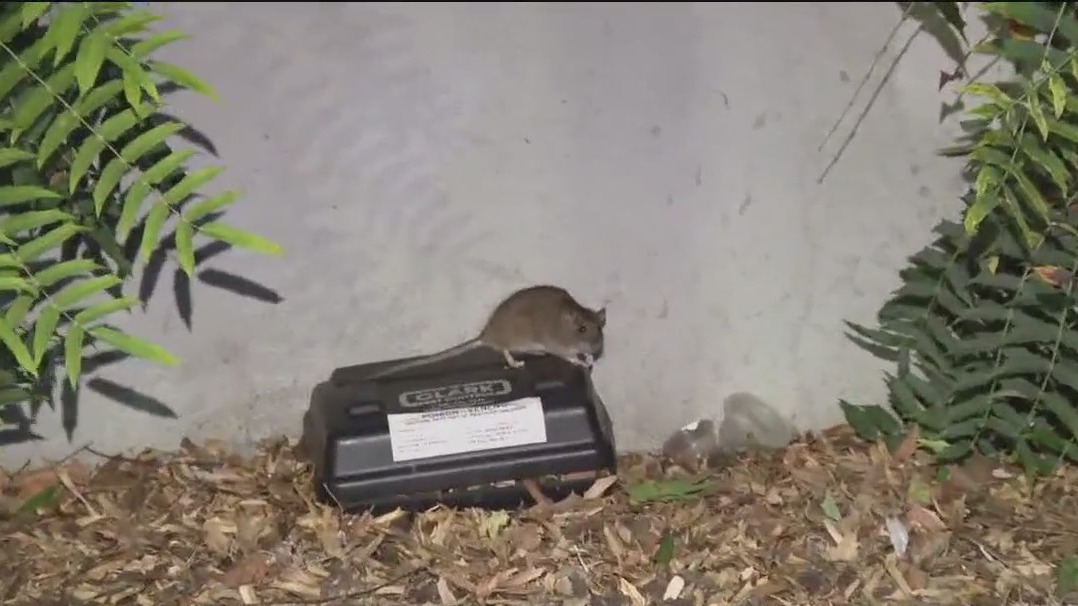Rat infestation plagues Vallejo ferry terminal