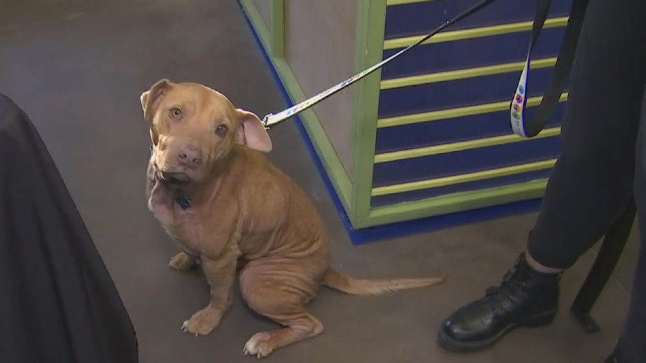 'Barkuterie' board: Making a charcuterie board for your dog