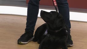 Meet Army Vet John and his service dog, Zazu