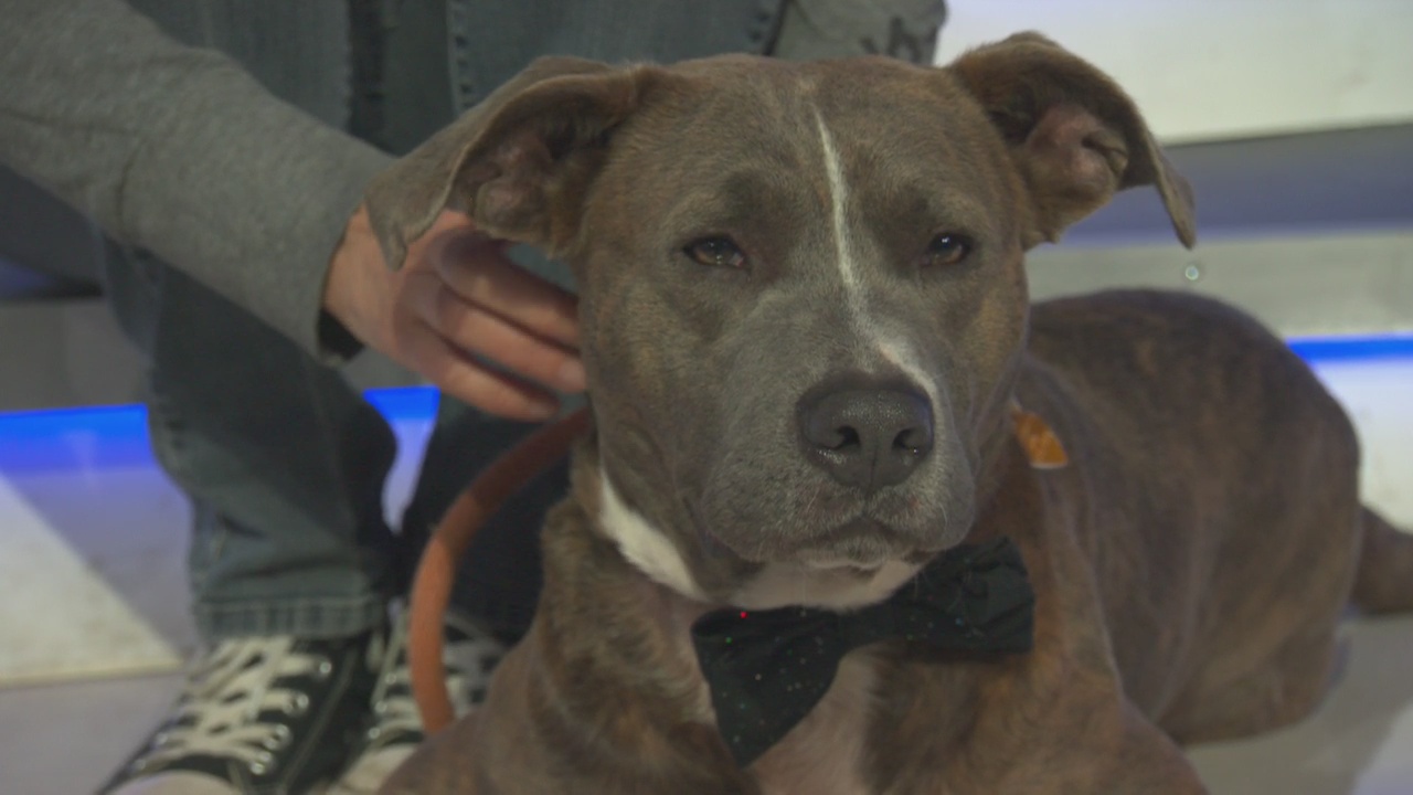 Pet Project: Brad Pitt with NKLA Pet Adoption Center