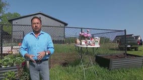 Creating your own cut flower garden