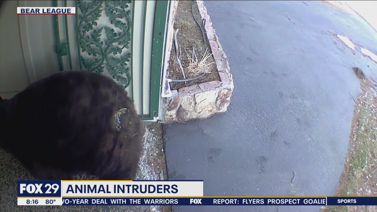 Two Mikes & a Bill: Animal intruders