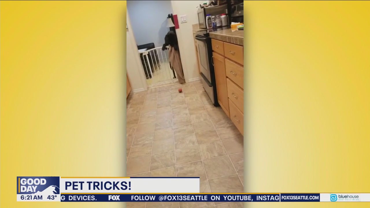 Pet Tricks for Tuesday, December 17