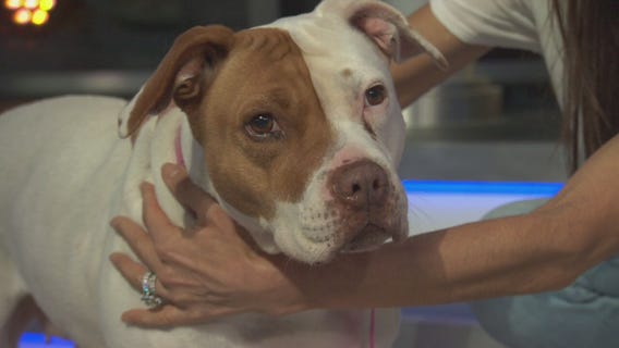 Pet Project: Carina from Karma Rescue