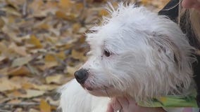 Rescue Me: Meet Bucky