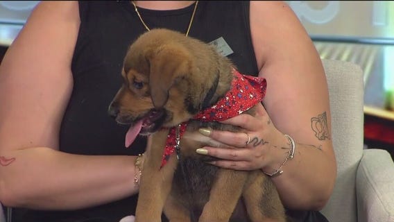 Meet Malcom: FOX 13's Pet of the Week