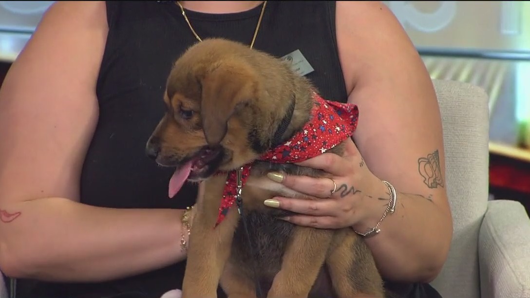 Meet Malcom: FOX 13's Pet of the Week