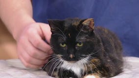 Meet Silvy: Our Pet of the Day