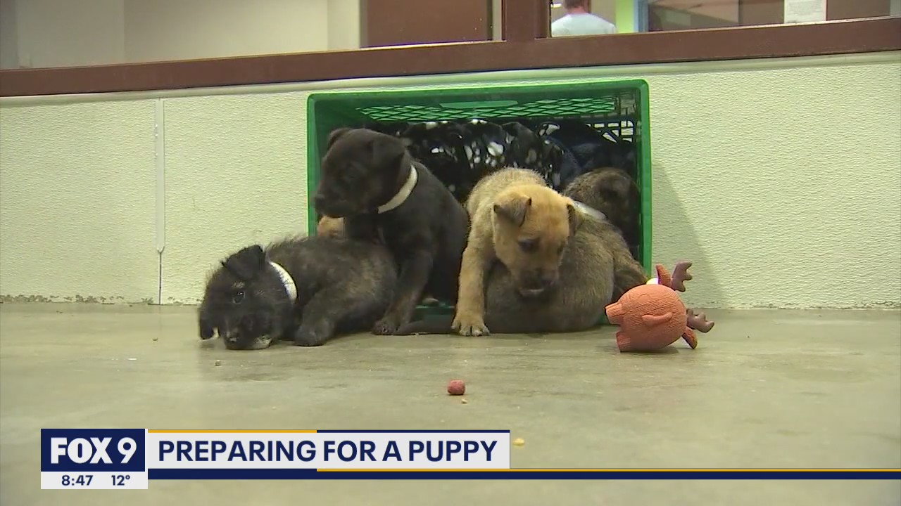 What you need to know before adopting a puppy