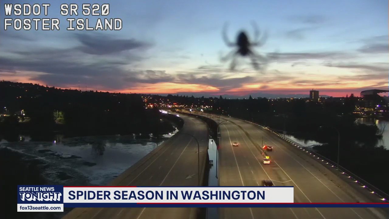 Spider season in Washington