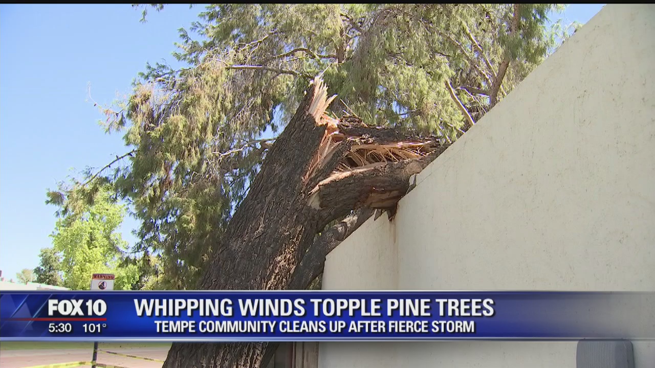 MONSOON 2017: Thursday night's storm topples pine trees in Tempe