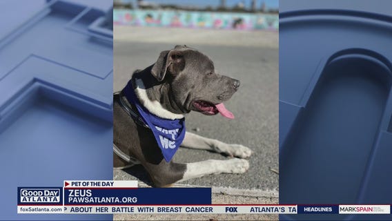 Pet of the Day from PAWS Atlanta
