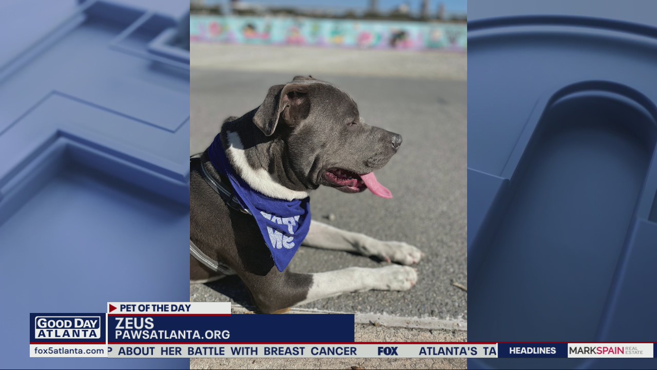 Pet of the Day from PAWS Atlanta
