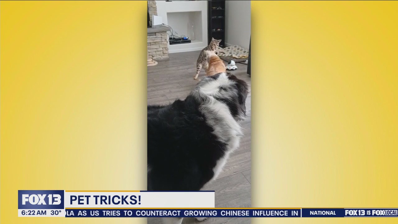 Pet Tricks for Monday, December 2
