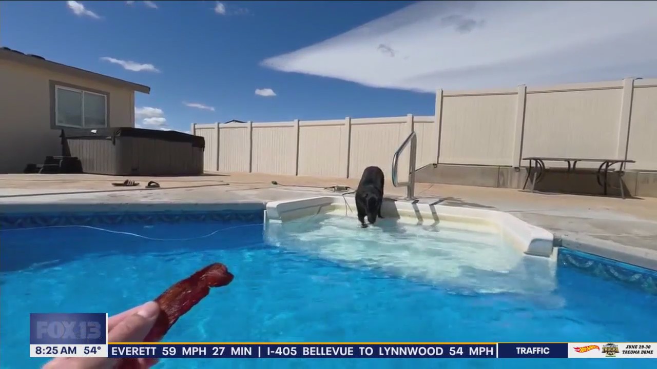 Good Day Pet Tricks for Tuesday, June 4