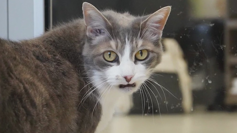 Meet Blue and Waffle: Our Pets of the Day