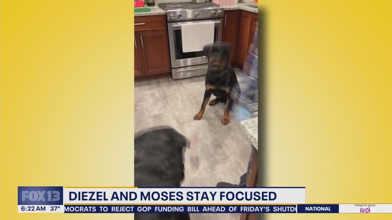 Pet Tricks for Thursday, March 13