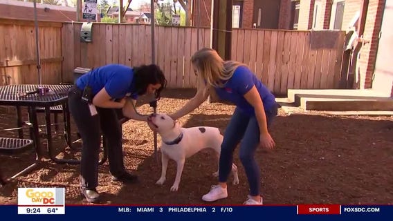 Pay It Forward: Helping pets find forever homes through the Humane Rescue Alliance