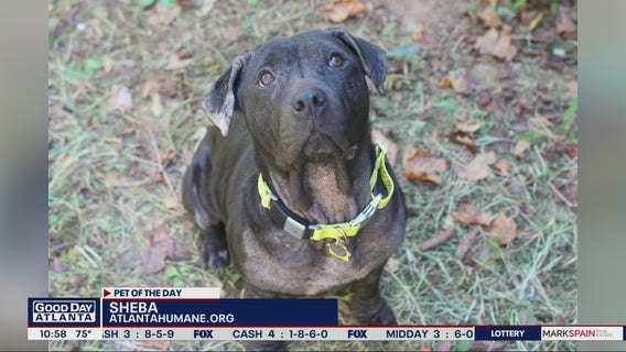 Pet of the Day from the Atlanta Humane Society