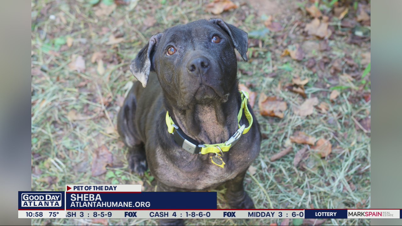 Pet of the Day from the Atlanta Humane Society