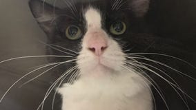 Pet of the Weekend: Bartleby