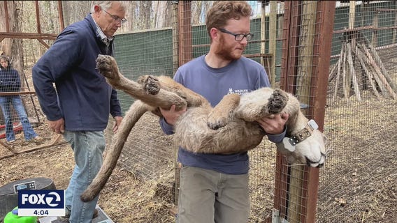 Tranquilized mountain lion demonstrated strange behavior, undergoes medical evaluation
