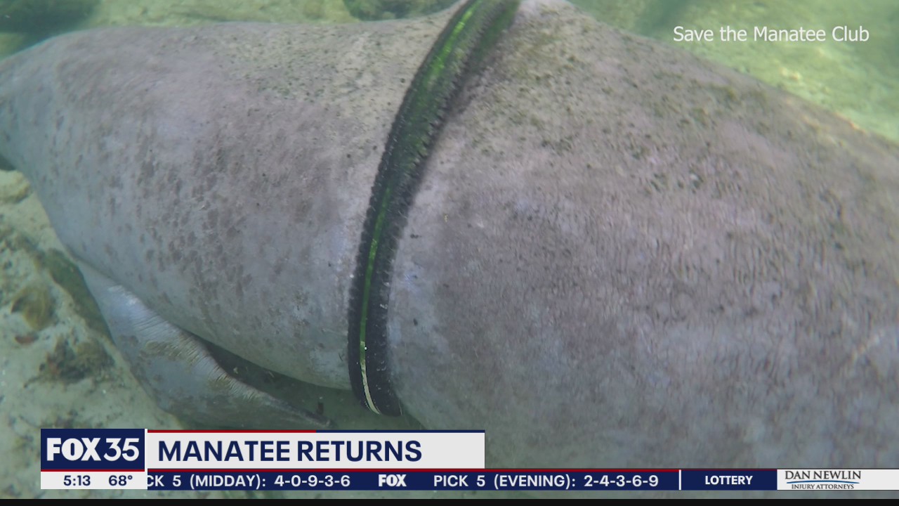 Manatee with bike tire wrapped around torso free of tire