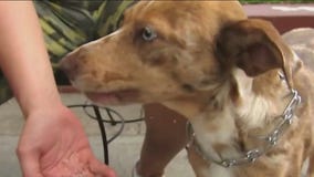 Holiday food dangers for pets