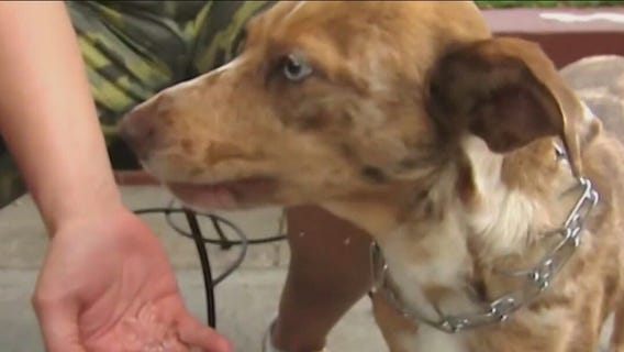 Holiday food dangers for pets