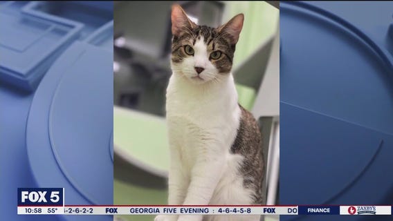 Pet of the Day from the Humane Society of Cobb County