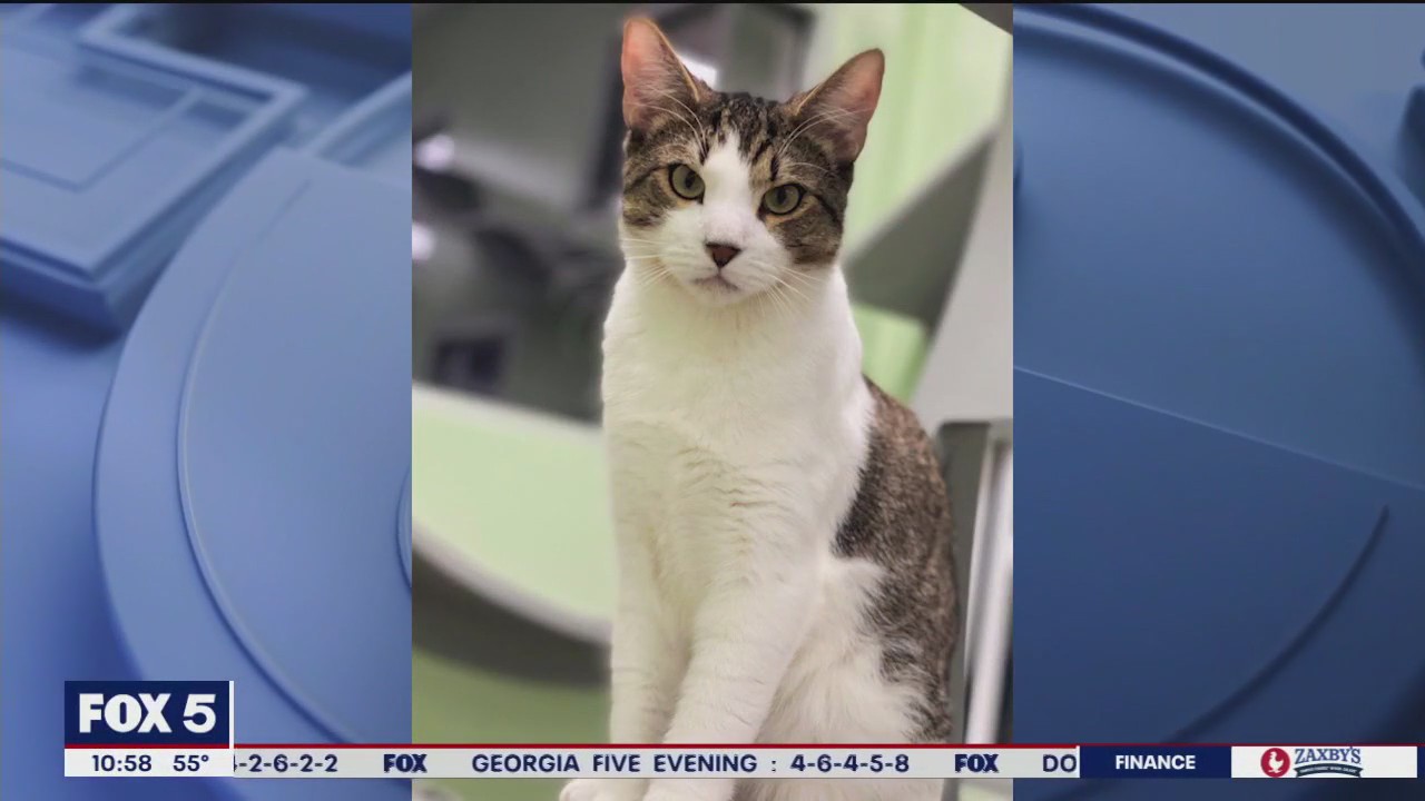 Pet of the Day from the Humane Society of Cobb County
