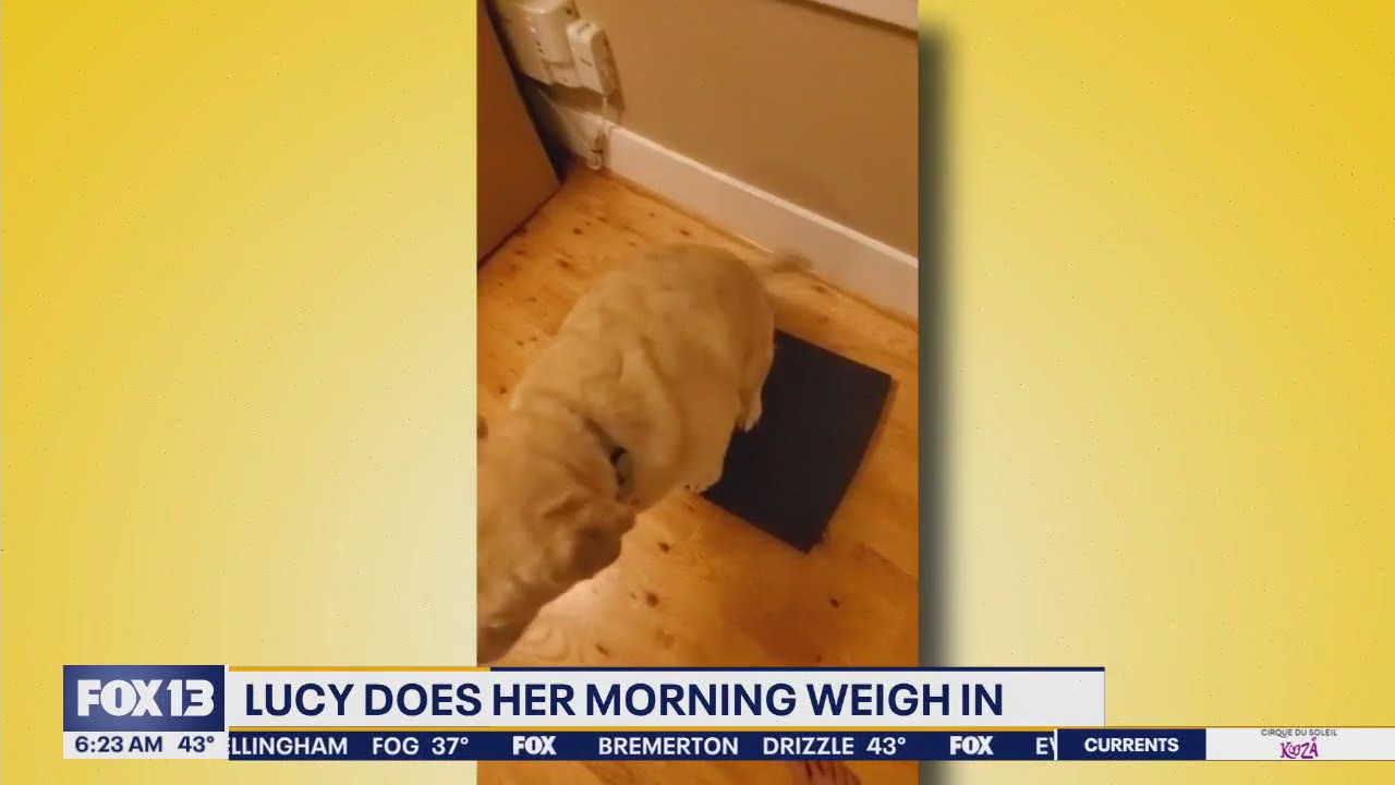 Good Day Pet Tricks for Tuesday, Feb. 18