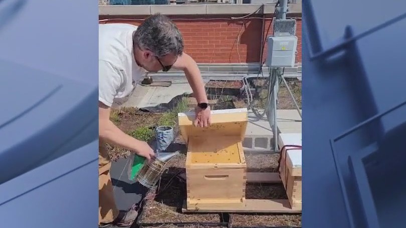Bees provide sweeter stay at Chicago's Blackstone Hotel