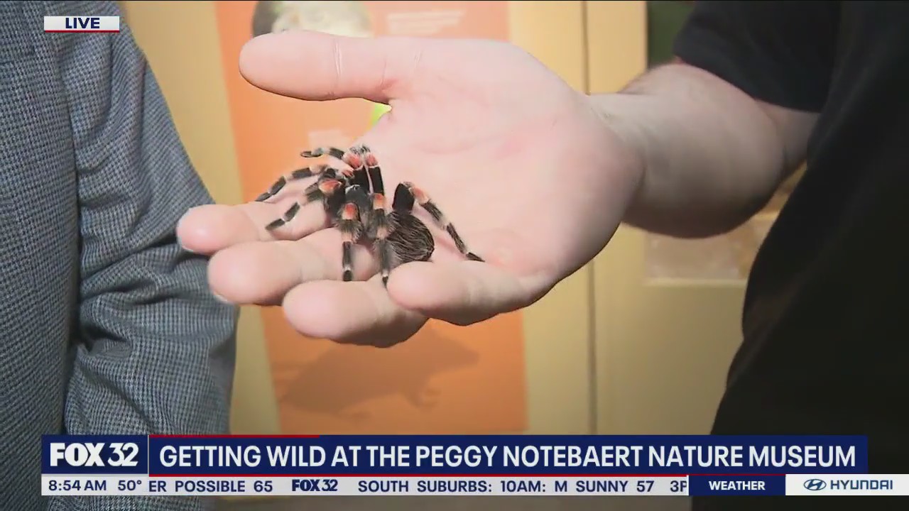 It's getting wild at Peggy Notebaert Museum!