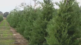 Tips for selecting and maintaining your holiday tree