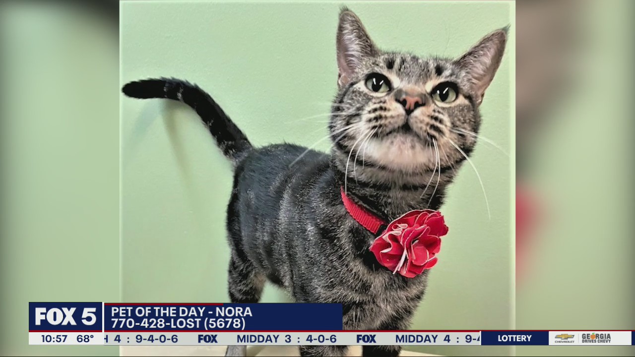 Pet of the Day from the Humane Society of Cobb County