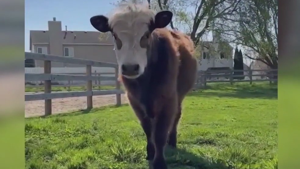 Cow from senior prank gone wrong in northwest suburb finally has a name
