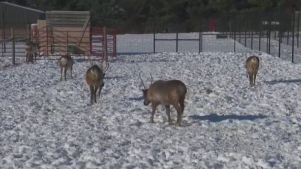 Jake Hamilton meets Santa's reindeer at Whispering Pines Reindeer Ranch