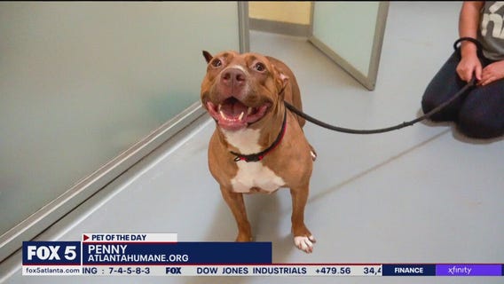 Pet of the Day from the Atlanta Humane Society
