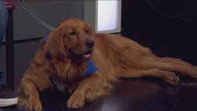 Pet of the Week: June