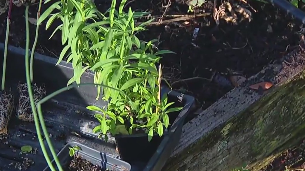 Starting to plant for summer as temperatures rise