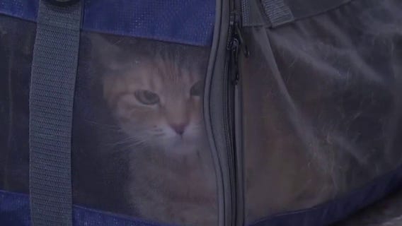 Holiday travel tips for pet owners