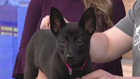 Meet Fajita: Our Pet of the Day
