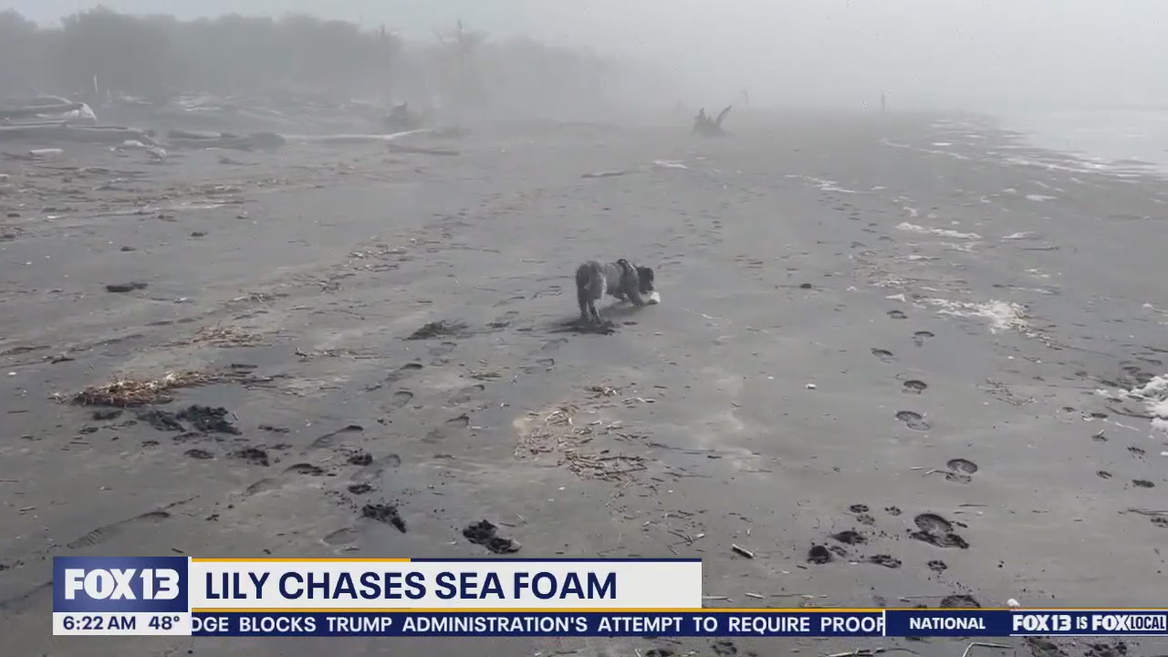 Pet Tricks for Friday, April 25