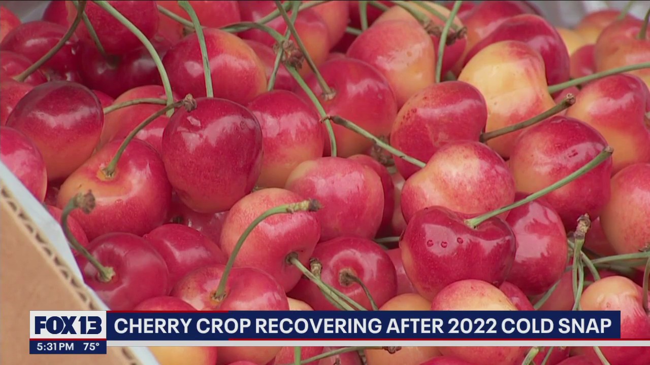 Washington's cherry crop recovering after 2022 cold snap