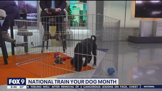 Picking the right obedience class for your pet