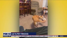 Liz's Pet Tricks for Tuesday, January 3