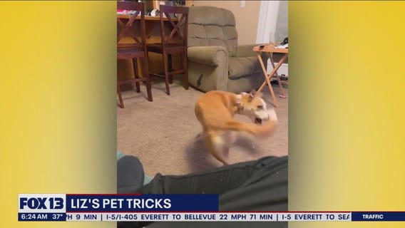 Liz's Pet Tricks for Tuesday, January 3