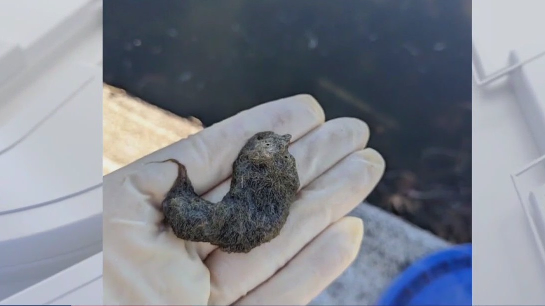 Dog dies after swimming in Austin water