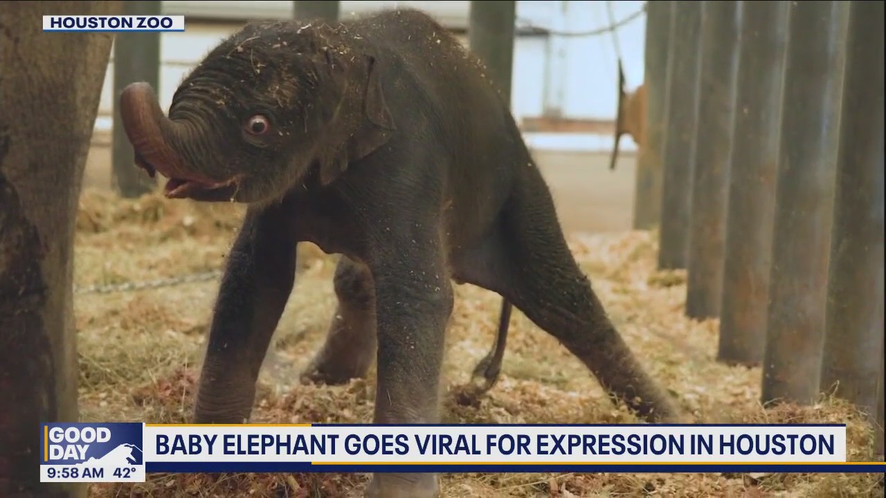 Baby elephant's viral facial expressions at TX zoo